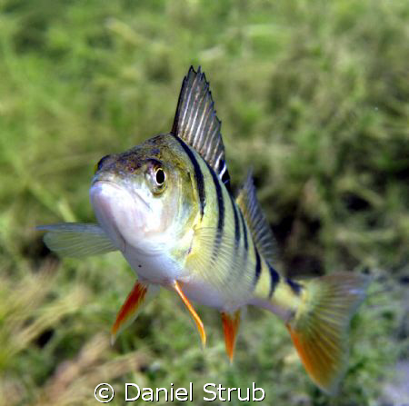 what's up? by Daniel Strub 