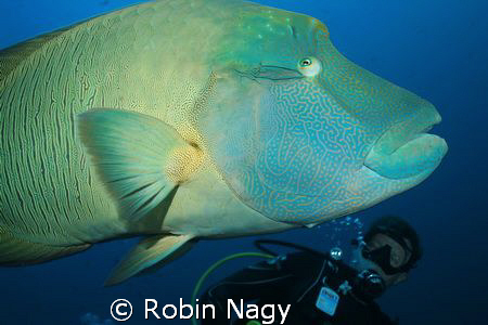 Diver observing a Napoleon Wrasse, Cheilinus undulatus, (... by Robin Nagy 