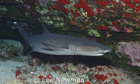 White-tip reef shark at Molokini Crator, Maui. Shot with ... by Lee Newman 