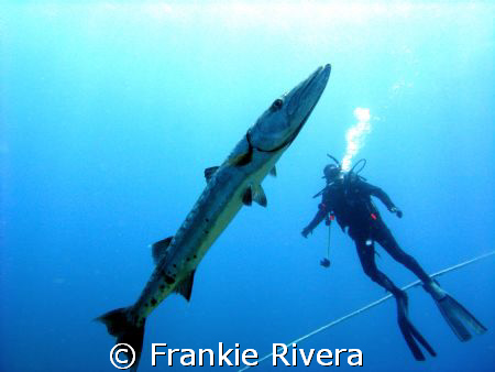 Great Barracuda and my friend Albert.  Desecheo Island, P... by Frankie Rivera 