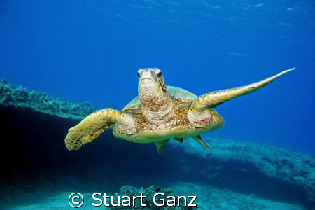 The Hawaiian Green Sea Turtle. "Honu". This shot was take... by Stuart Ganz 