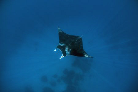 Rays. by Erika Antoniazzo 