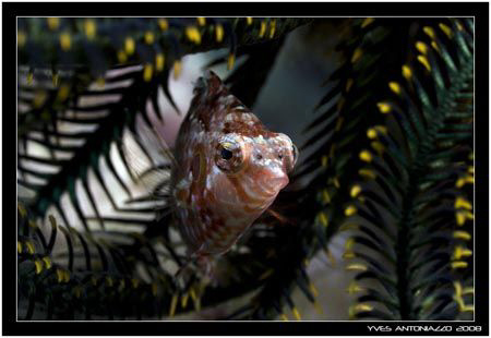 Red wrasse hiding inside a green and yellow featherstar p... by Yves Antoniazzo 