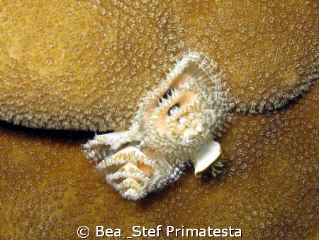 Christmas tree worm, (Spirobranchus giganteus). Canon G9 ... by Bea & Stef Primatesta 