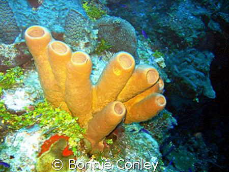 Stove-pipe sponges seen in Grand Cayman August 2008. Phot... by Bonnie Conley 