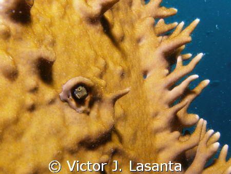 a bleny living in the wing of the propel { wreck 25 bombe... by Victor J. Lasanta 