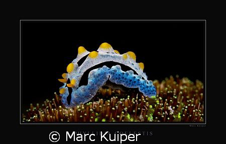 taken with canon 30D in ikelight housing with two inon st... by Marc Kuiper 