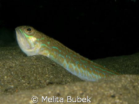 Draco /Canon G9/ this weekend in Piran, Slovenia by Melita Bubek 