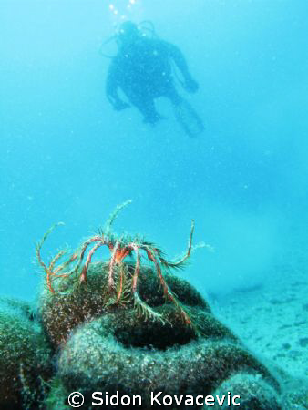 island ciovo near split 30m deep by Sidon Kovacevic 