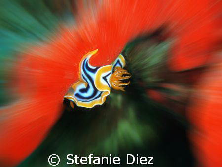 Pyjama Slug taken in Nuweiba, Egypt in April 06 with an O... by Stefanie Diez 