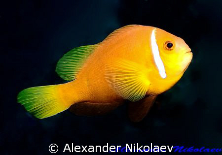 Black footed clownfish. Canon 40D, SIGMA 50mm macro. by Alexander Nikolaev 