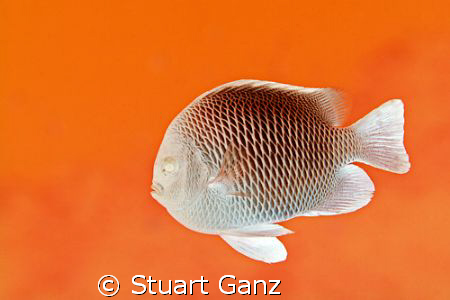 Please don't touch the Martian Damselfish, they're hot! by Stuart Ganz 