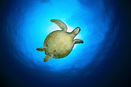 Turtle flying. by Miguel Cortés 