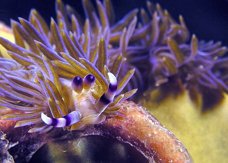 Pteraeolidia ianthina, Bare Island by Doug Anderson 