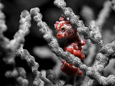 ART! taken with canon S80 with strobe and double macro lens by Paul Ng 