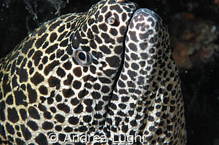 How many? Win a trip to Maldives if you guess how many do... by Andrea Lughi 