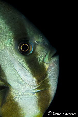 Bat Fish taken at Nebo Wreck by Victor Tabernero 