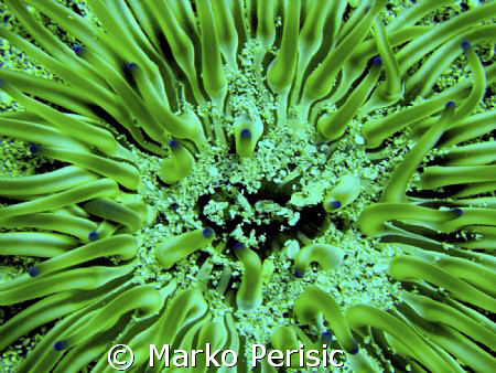 Golden Anemone (condylactis aurantiaca) by Marko Perisic 