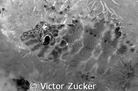 a different perspective by Victor Zucker 