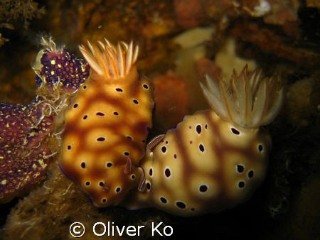 one of the country's liveliest macro site on a public pie... by Oliver Ko 