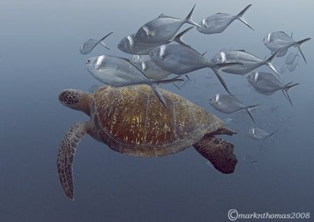 Turtle & Steel Pompano.
The Pinnacle, Wolf, Galapagos.
... by Mark Thomas 