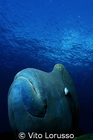 Fishs - Cheilinus undulatus by Vito Lorusso 