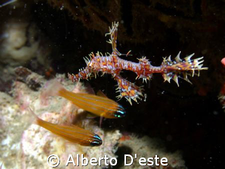Gostpiper Fish in Similan Islands by Alberto D'este 