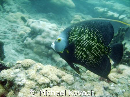 French Angel Fish on the inside reef at Lauderdale by the... by Michael Kovach 