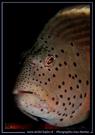 Nice Eyes..... :O) ... by Michel Lonfat 