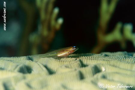 Such a tiny delicatessen by Victor Tabernero 