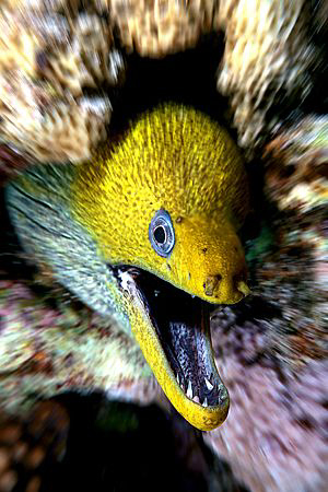 Moray, Red Sea, Egypt. by Jim Garland 
