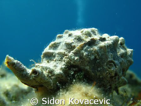 on island korcula by Sidon Kovacevic 