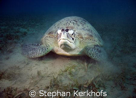green turtle (chelonia mydas) taken at Na'ama Bay. by Stephan Kerkhofs 