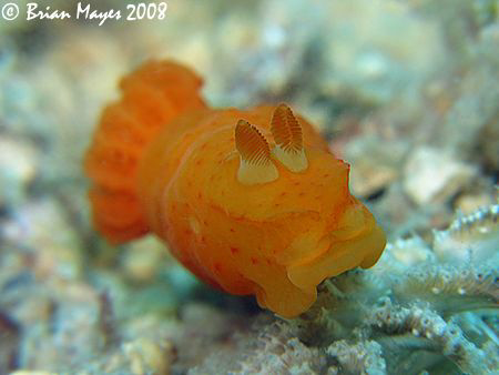 Inornate Gymnodoris (Gymnodoris inornata) one of the cann... by Brian Mayes 