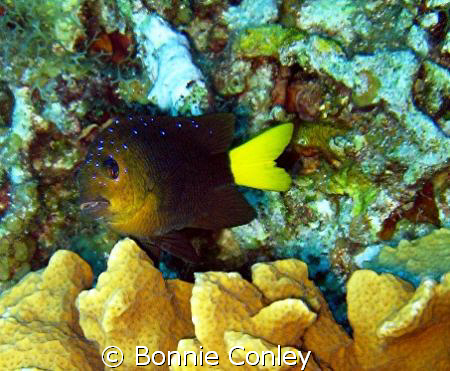 Yellowtail Damselfish seen in Grand Cayman August 2008.  ... by Bonnie Conley 