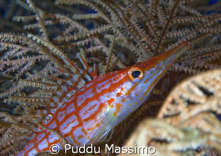 hawk fish,nikon d2x 60mm macro by Puddu Massimo 