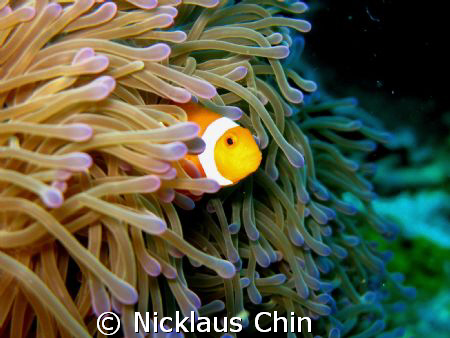 G9 no strobes.... by Nicklaus Chin 