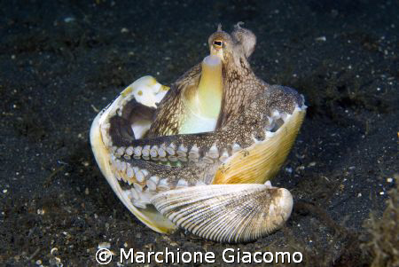 Cocconut octopussy, home sweet home
Nikon D200, 60 micro... by Marchione Giacomo 