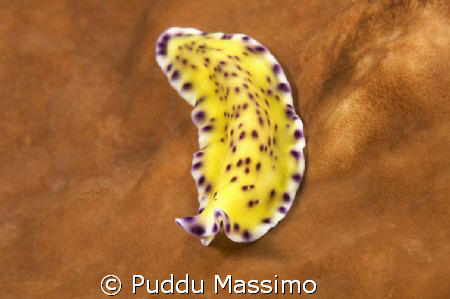 yellow warm,nikon d2x 60mm macro by Puddu Massimo 