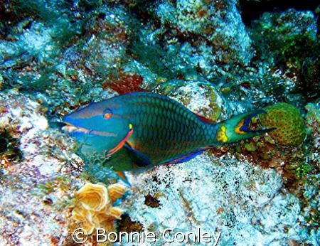 Stoplight Parrotfish seen in Grand Cayman August 2008.  P... by Bonnie Conley 
