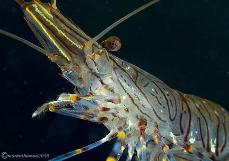 Common prawn.
Aughrusmore Pier, Connemara.
60mm & wet d... by Mark Thomas 