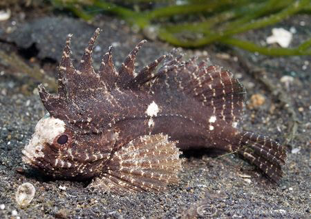 Blackspot waspfish. Lembeh straits. D200, 60mm. by Derek Haslam 