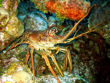 Lobster seen in Grand Cayman August 2008.  Photo taken wi... by Bonnie Conley 