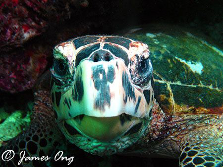 Finalist for Sipadan Next Top Model (Shell Category). Too... by James Ong 