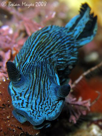 Tambja nudibranch from Poor Knights. <><><> Canon G9, Ino... by Brian Mayes 