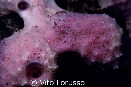 Corals - Dysidea avara by Vito Lorusso 