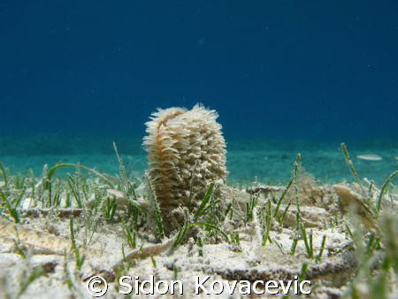 on island korcula (prznjaci) by Sidon Kovacevic 