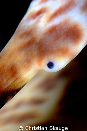 Close-up of a conch's eye. Nikon D200 in Nexus housing, 1... by Christian Skauge 