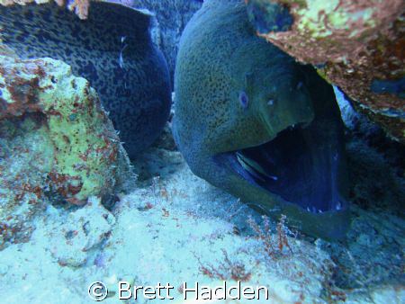 Car Wash Cleaner Wrase helping out his larger friend.

... by Brett Hadden 