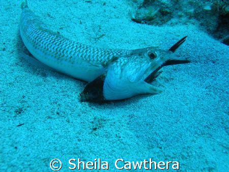This fish had bitten off more than he could chew! Fortuna... by Sheila Cawthera 